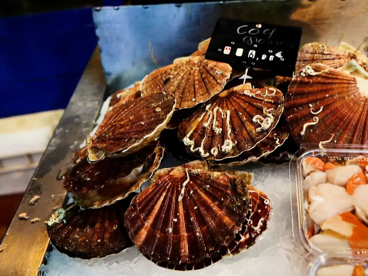 Coquilles Saint-Jacques fra&icirc;ches sur glace, pr&ecirc;tes pour la saison. Un d&eacute;lice marin &agrave; d&eacute;guster.