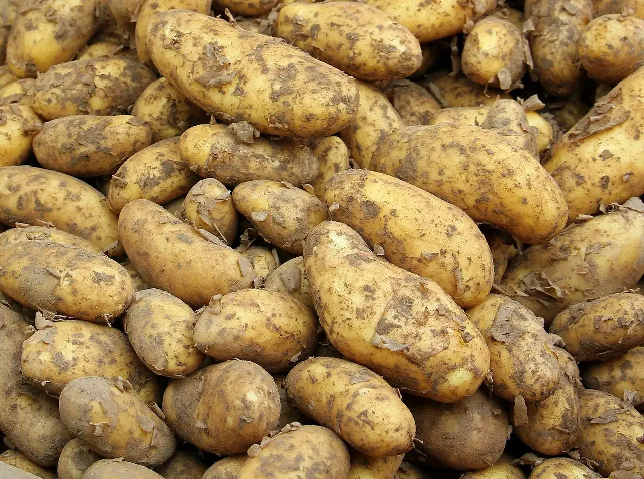 Mnóstwo świeżo wykopanych ziemniaków, różne odmiany ziemniaków, niektóre z resztkami ziemi na skórce, gotowe do dalszego przetwarzania.