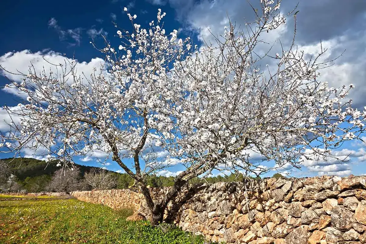 Blühender Mandelbaum neben einer Steinmauer auf Ibiza im Winter.