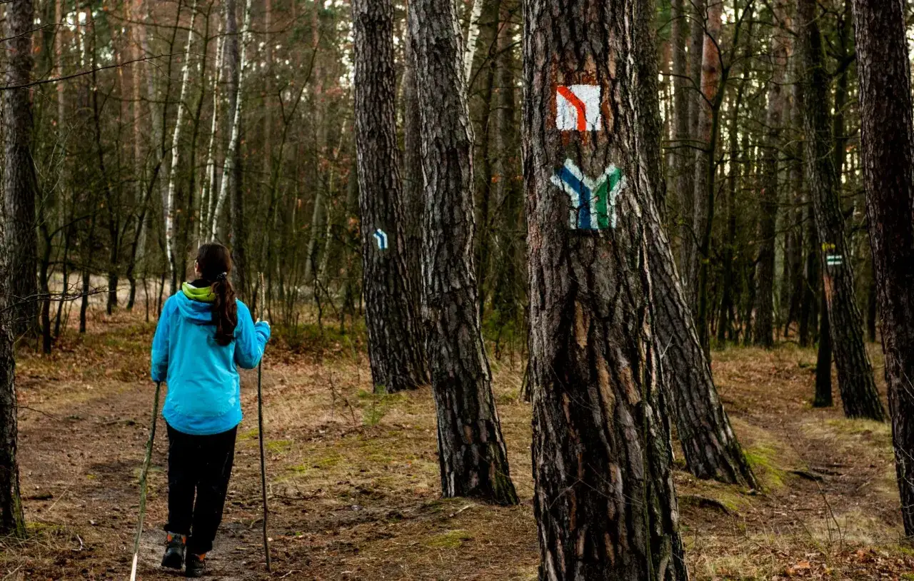 Spacerowiczka w lesie, na drzewach oznaczenia szlaków turystycznych. Piękny **bolimowski park krajobrazowy** zachęca do wędrówki.