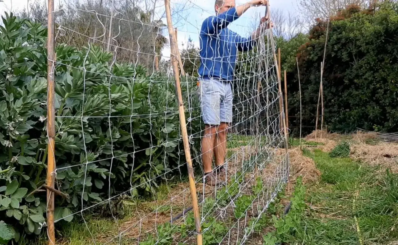 Un jardinier installe un treillage pour la culture du petit pois. Les plants de fèves sont déjà bien développés à gauche.