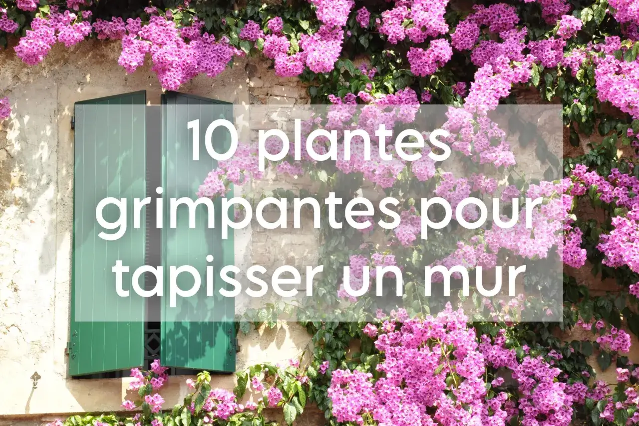 Une **plante grimpante mur** aux fleurs roses éclatantes habille un mur de pierre, cachant partiellement une fenêtre aux volets verts.