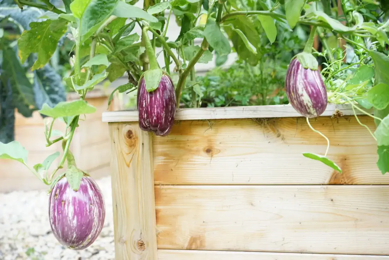 Striped eggplants hang from a plant in a wooden planter. These look ready to harvest, indicating it's time to pick your eggplant.