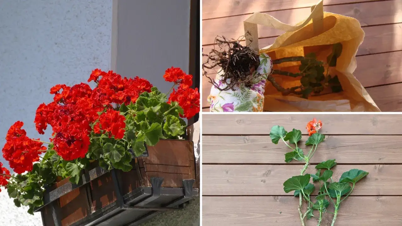 Jak przezimować pelargonie w kartonie: przygotowanie sadzonek, korzenie w torbie i młode pędy na desce.