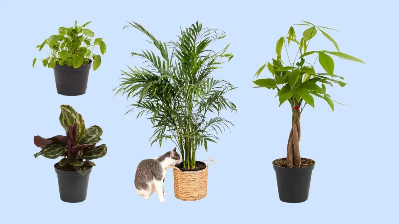 Gato curioso olisquea una palmera, rodeado de plantas no t&oacute;xicas para gatos: Pilea, Calathea y Pachira.