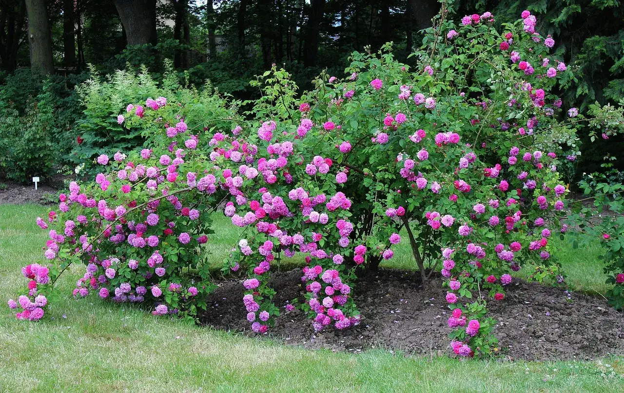 Üppige rosa Rosenbüsche blühen im Garten. Ja, man kann Rosen pflanzen, wo schon Rosen waren, und sie gedeihen prächtig.