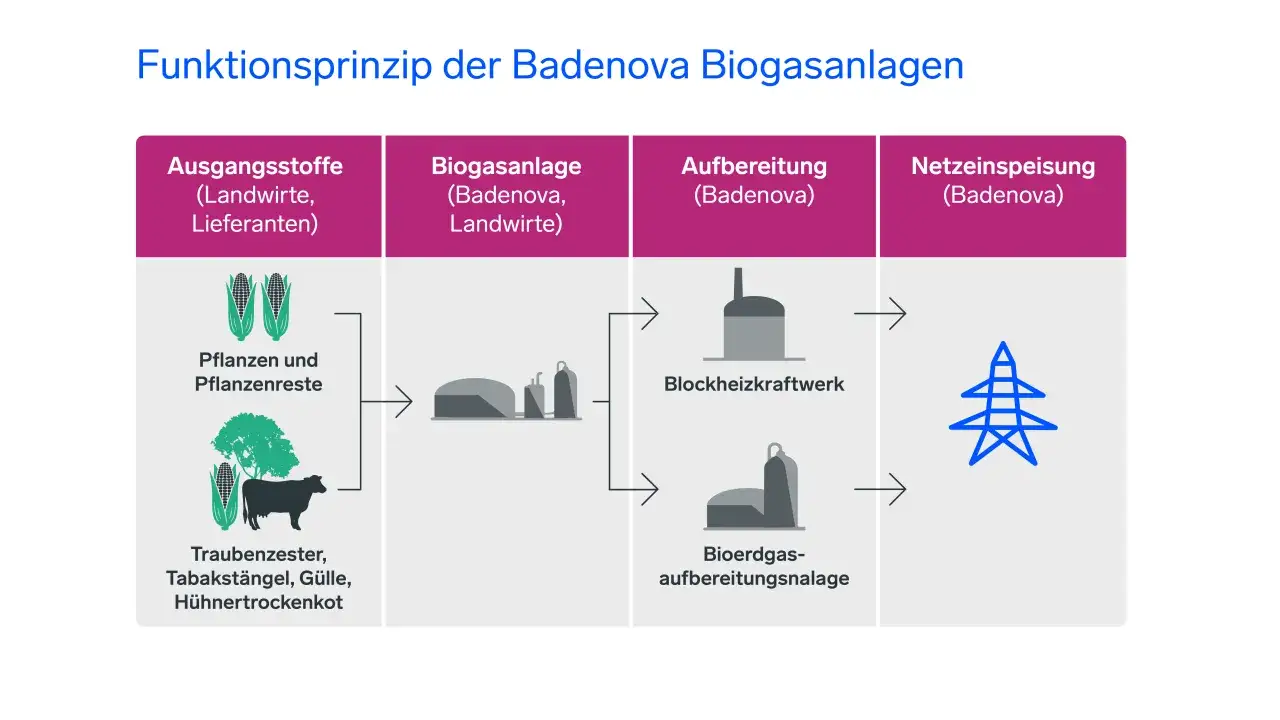 Schema zeigt die Umwandlung von Pflanzenresten und Gülle in Biogas, das dann aufbereitet und ins Netz eingespeist wird – die biogas zukunft.