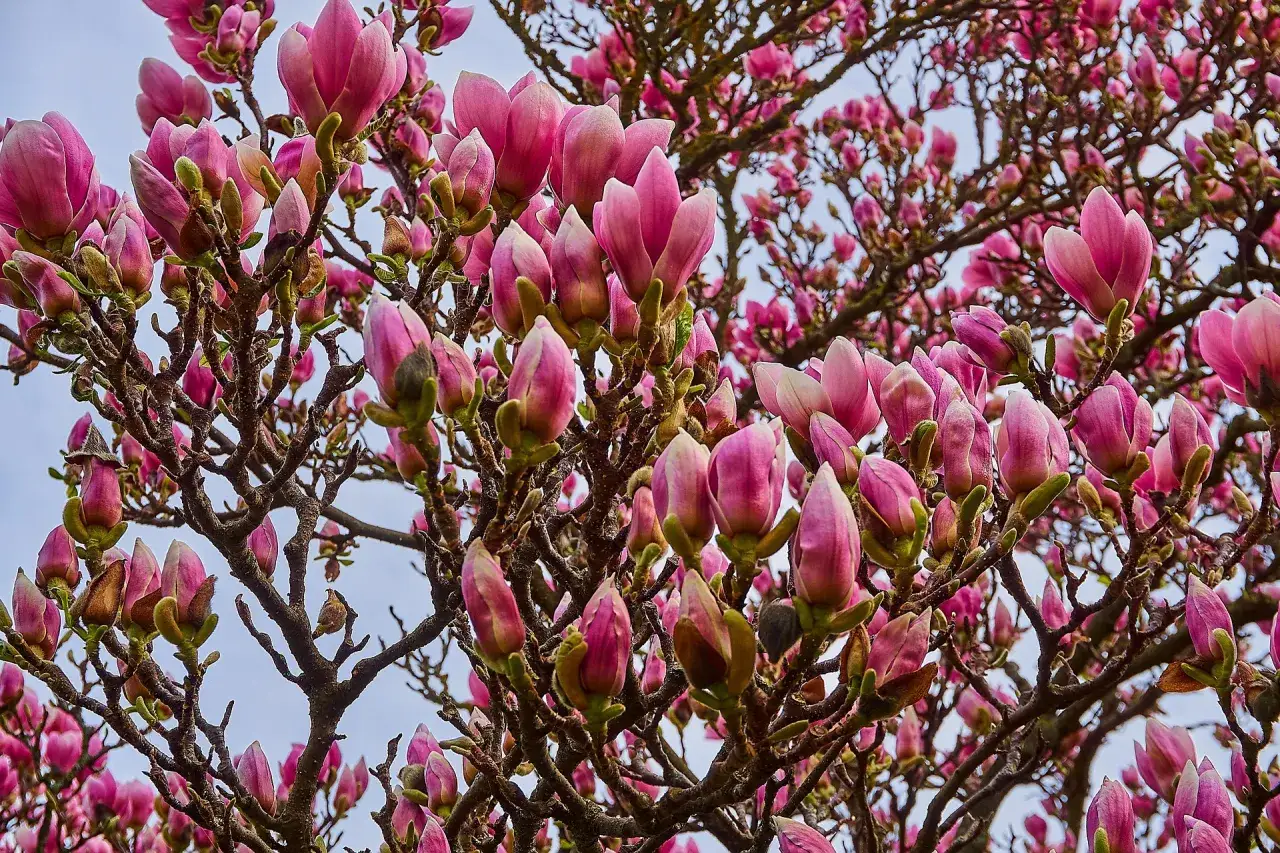 magnolia przed i po przycinaniu
