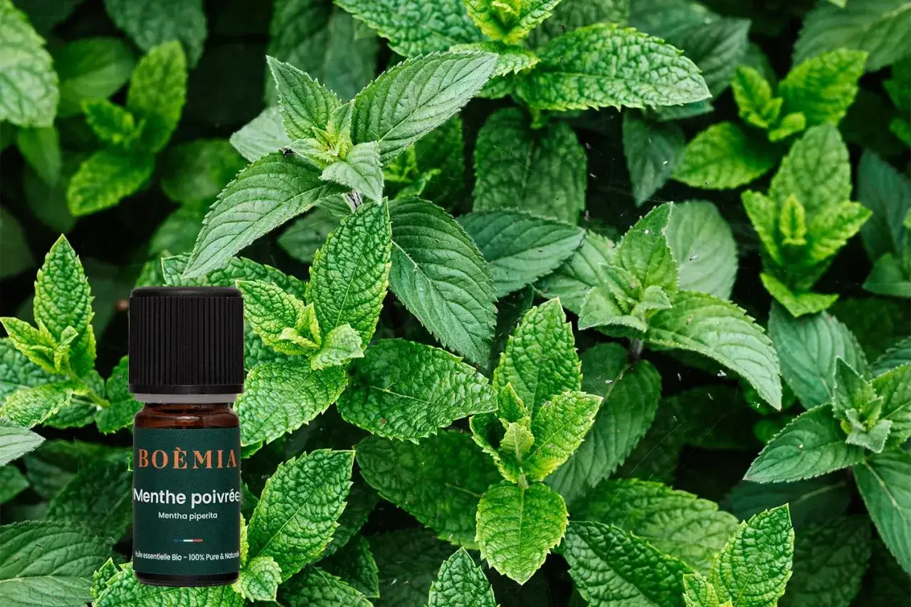 Flacon d'huile essentielle de menthe poivrée, entouré de feuilles vertes luxuriantes. Attention, la menthe poivrée danger si mal utilisée.