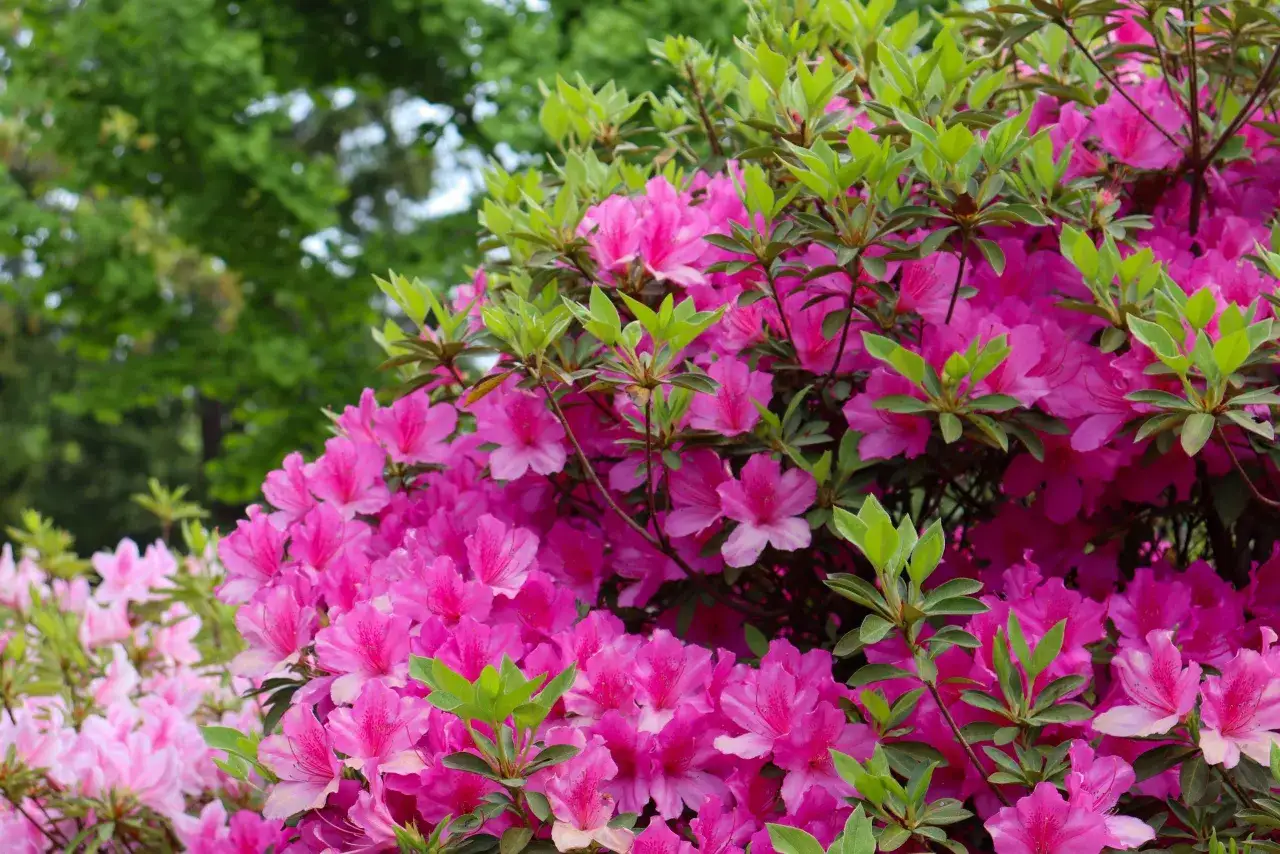 Un buisson d'azalées roses et fuchsia, aux feuilles vertes vives, prospère dans la terre de bruyère.
