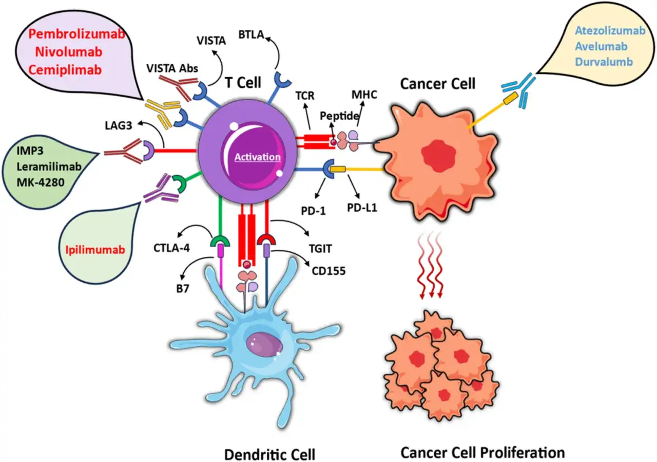 Schema che illustra l'immunoterapia oncologica: cellule T attivate da cellule dendritiche, bersagliando cellule tumorali con vari anticorpi.