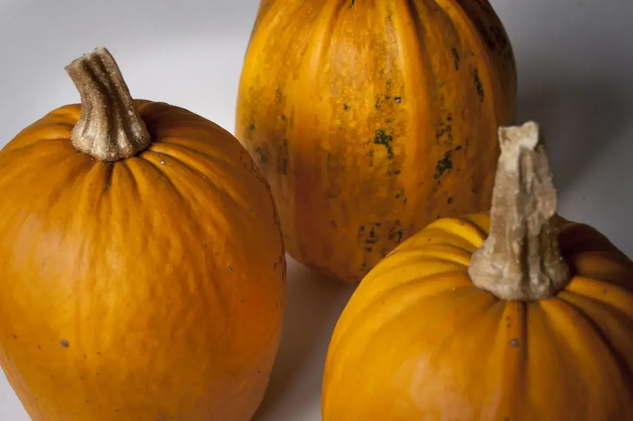 Tre orange pumpor med grova stj&auml;lkar. En av pumporna har m&ouml;rkare fl&auml;ckar. T&auml;nk p&aring; alla goda recept med pumpa, kanske till och med rosta pumpa fr&ouml;!