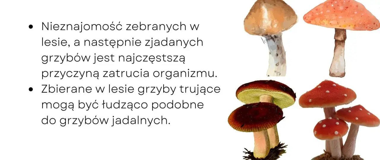 Grzybobranie w Polsce zagrożenia