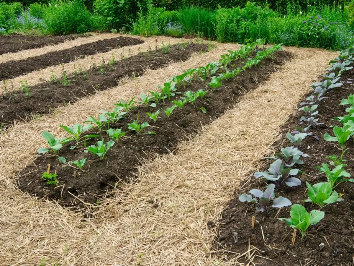 Reihen mit jungen Kohlpflanzen und Rotkohl, die auf einem mit Stroh gemulchten Feld angelegt sind.