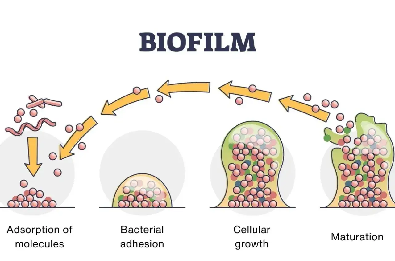 Cykl tworzenia biofilmu: od przylegania bakterii na zębach, przez wzrost komórkowy, po dojrzewanie.