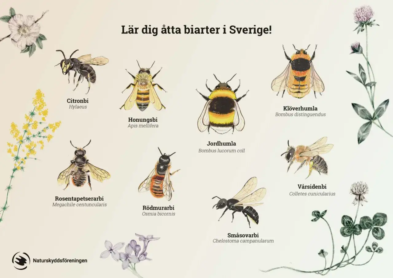 Illustrationer av &aring;tta olika bin i Sverige: citronbi, honungsbi, jordhumla, kl&ouml;verhumla, rosentapetserarbi, r&ouml;dmurarbi, sm&aring;sovarbi och v&aring;rsidenbi.