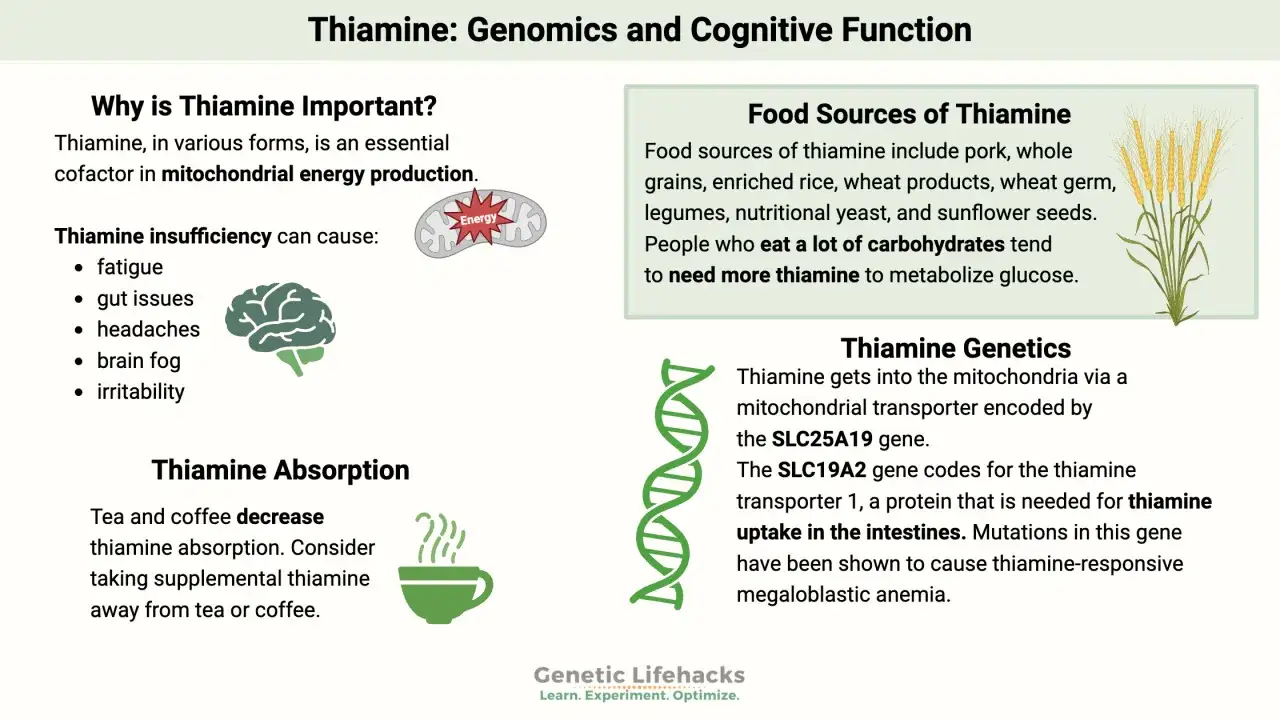 Tiamina jest kluczowa dla produkcji energii. Jej niedobór powoduje zmęczenie, problemy z jelitami, ból głowy, mgłę mózgową i drażliwość. Tiamina występuje w produktach zbożowych, wieprzowinie i drożdżach.