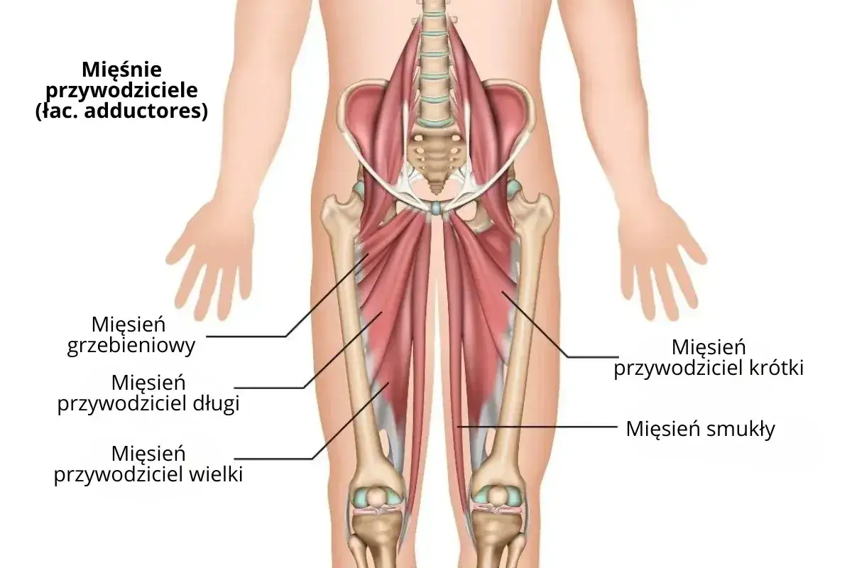 Anatomia mięśni przywodzicieli uda. Zrozumienie ich budowy pomoże Ci dowiedzieć się, jak złagodzić ból pachwiny.