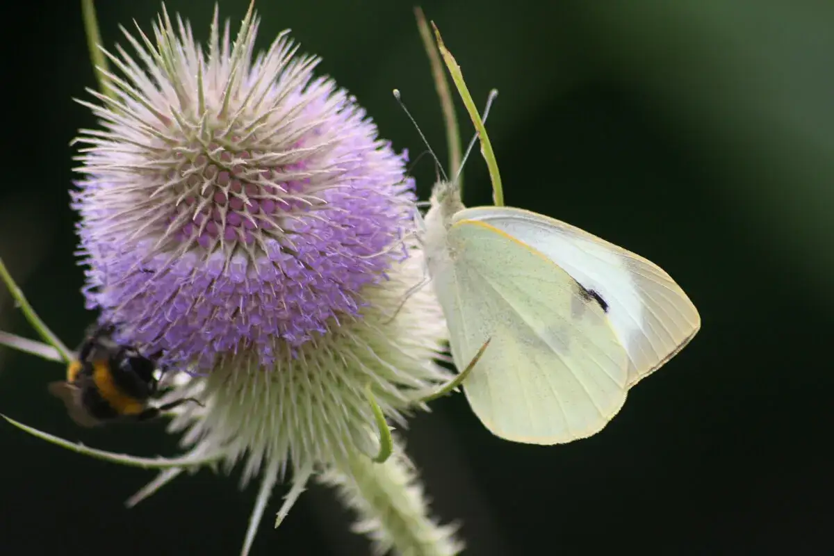 Eine Hummel und ein Schmetterling besuchen eine Distelblüte. Die wilde Karde wirkt anziehend auf Insekten.
