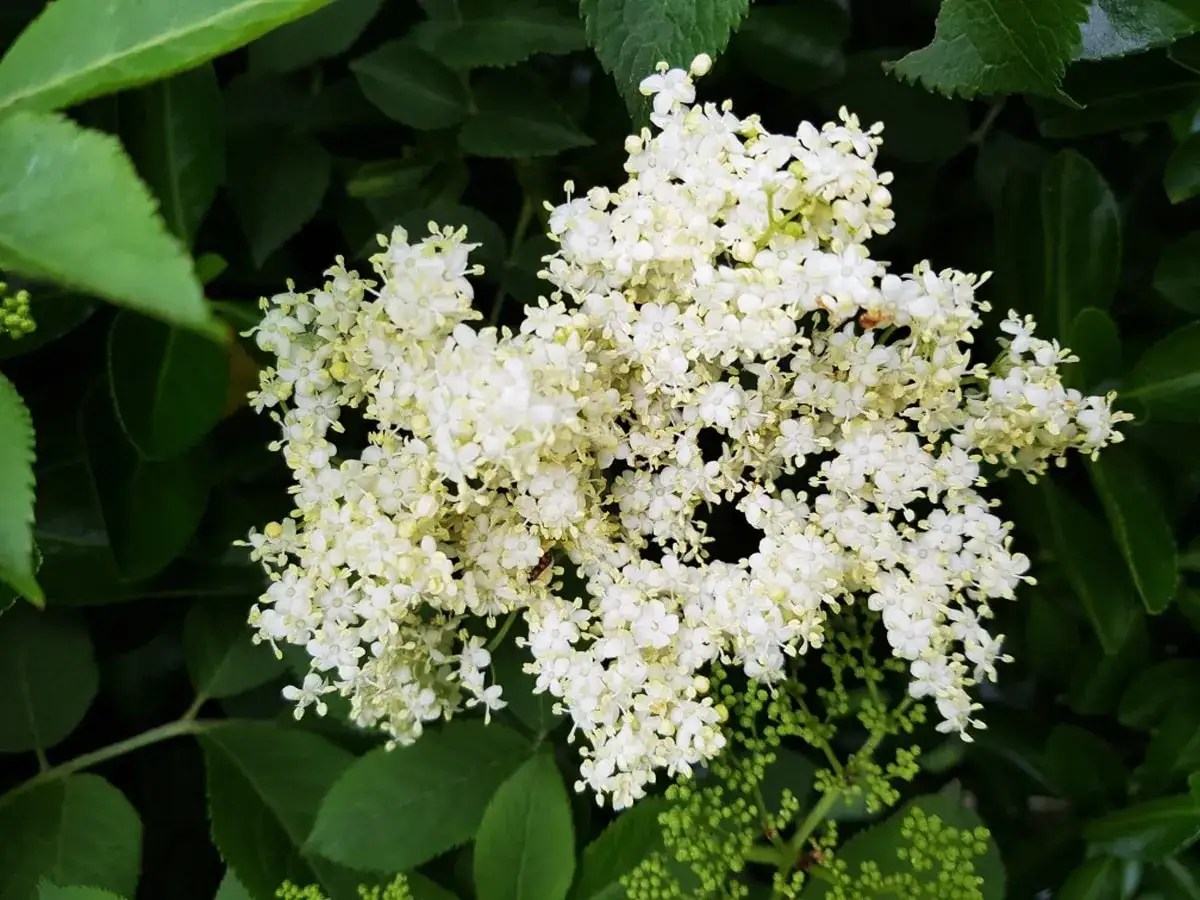 Gros plan sur un bouquet de fleurs de sureau blanches et crémeuses, entourées de feuilles vertes luxuriantes.