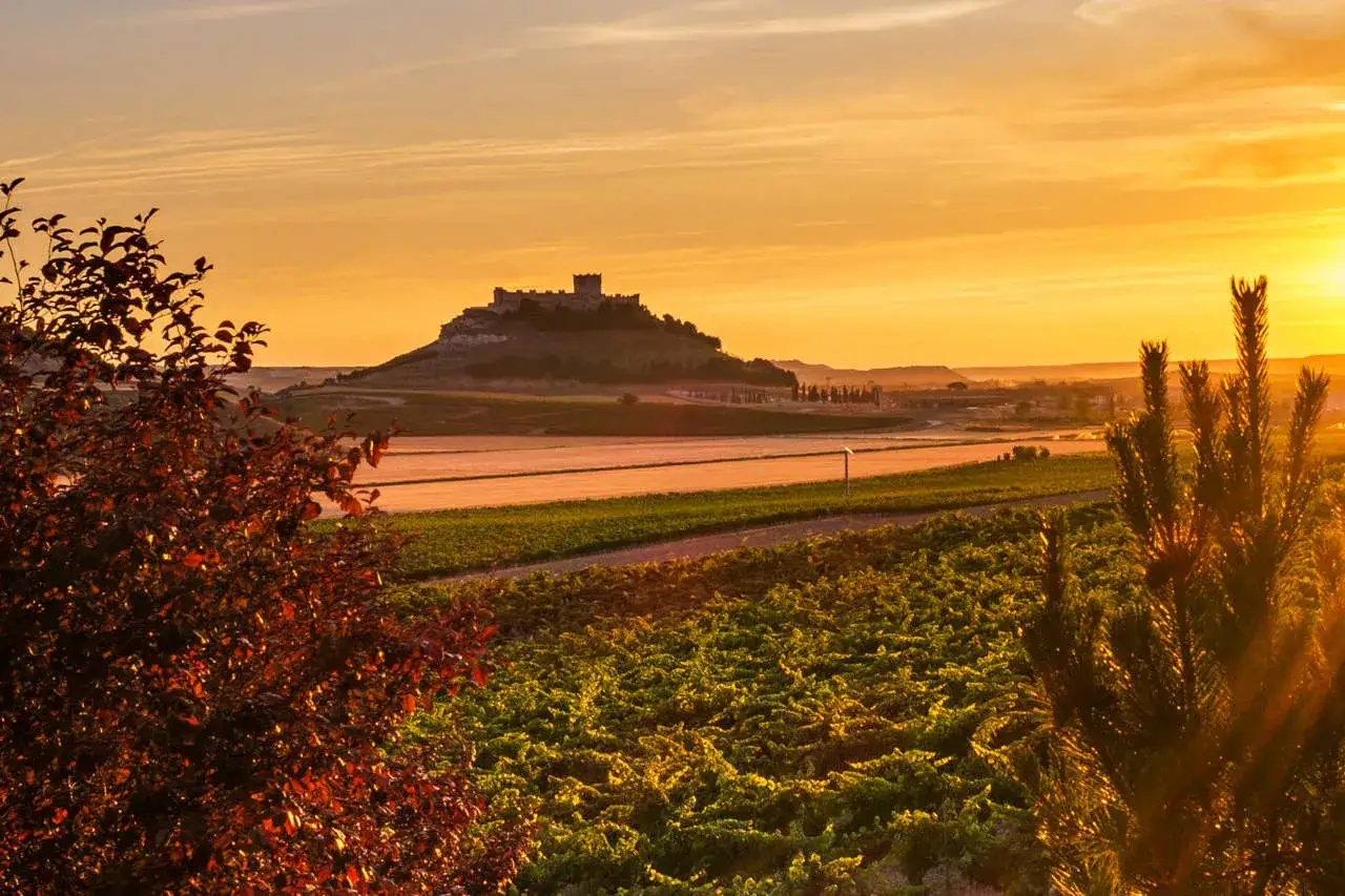 Atardecer dorado sobre viñedos y un castillo en la distancia, evocando la esencia de los vinos de Ribera del Duero.