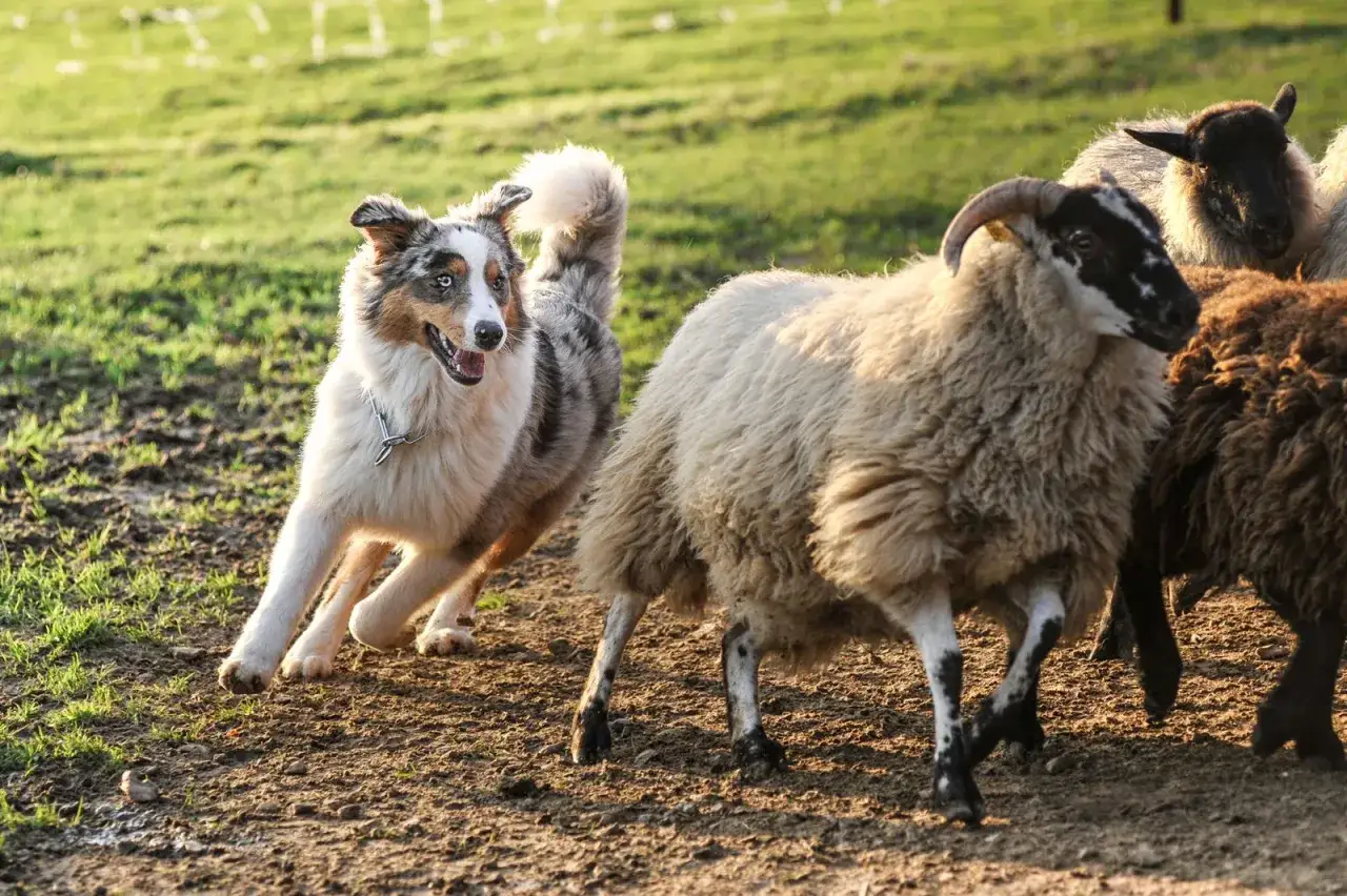 Ein Australian Shepherd, dessen australische Herkunft in seinem H&uuml;teinstinkt liegt, treibt Schafe auf einer gr&uuml;nen Wiese.