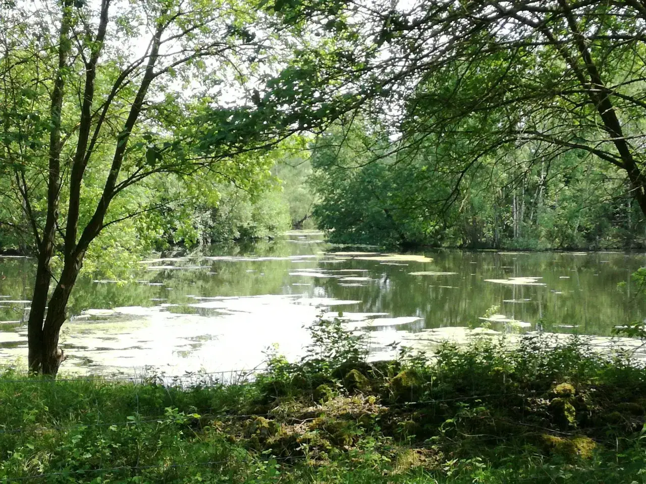 Gr&uuml;ne Ufer und B&auml;ume spiegeln sich im ruhigen Wasser des Borkener Sees.