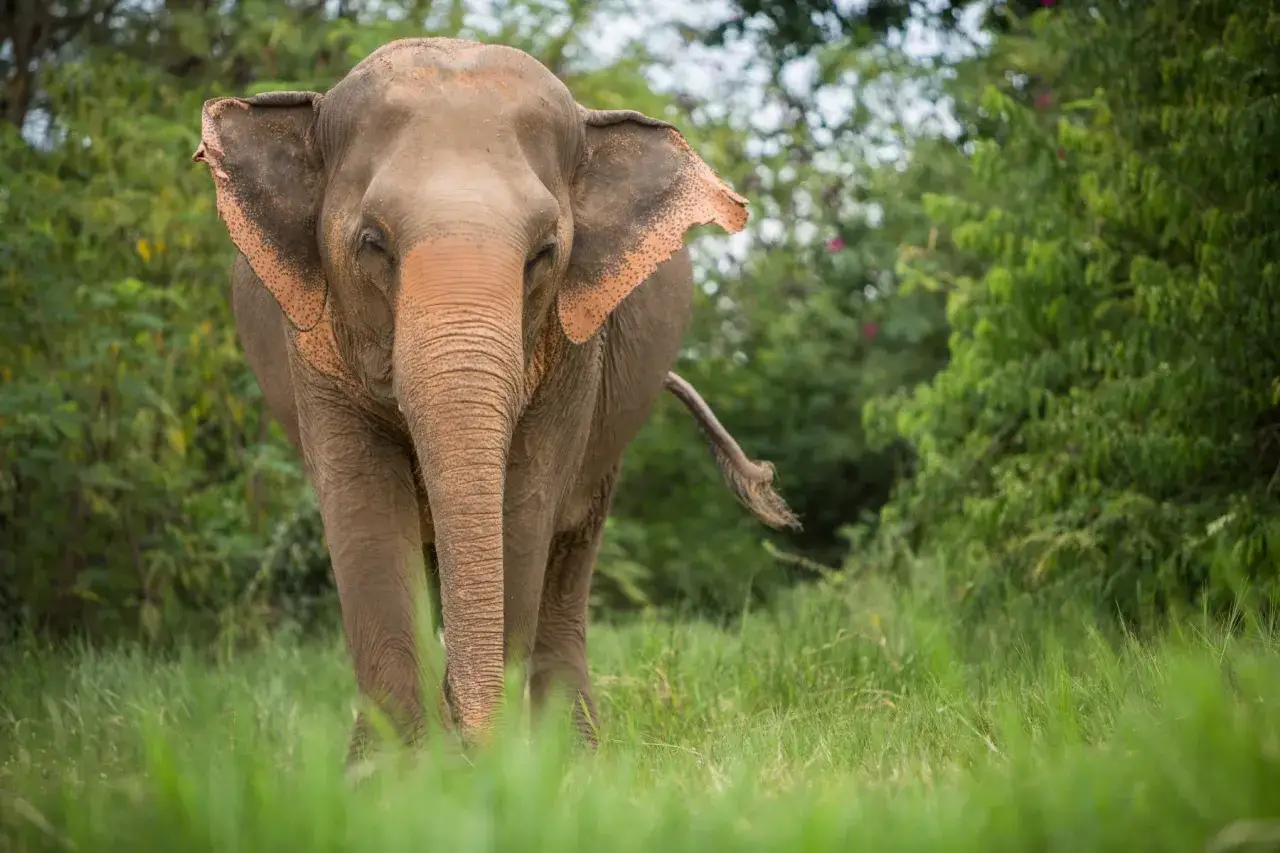 Ein Elefant in einer thailandischen Elefanten-Auffangstation, der friedlich durch hohes Gras schreitet.