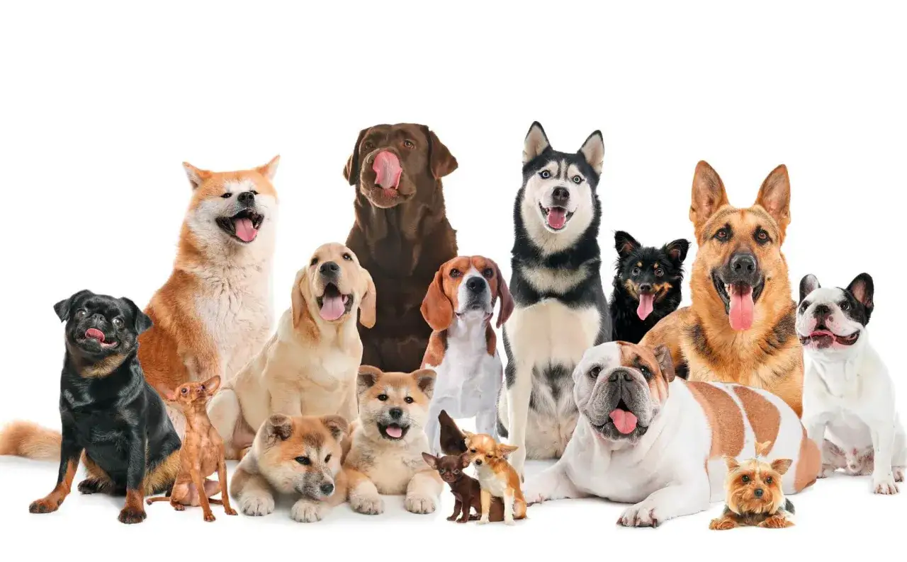 Un grupo diverso de perros, desde un bulldog hasta un husky, posan juntos. &iexcl;Un test perro ideal para cualquier familia!