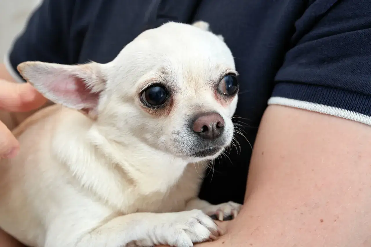 Biały chihuahua, gdy pies dyszy i się trzęsie, szuka ukojenia w ramionach opiekuna.