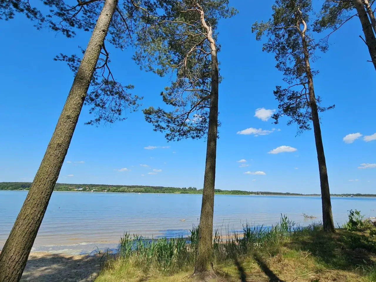 Słoneczny dzień nad zalewem Pilica. Trzy wysokie sosny pochylają się ku spokojnej wodzie, a błękitne niebo ozdabiają białe chmurki.
