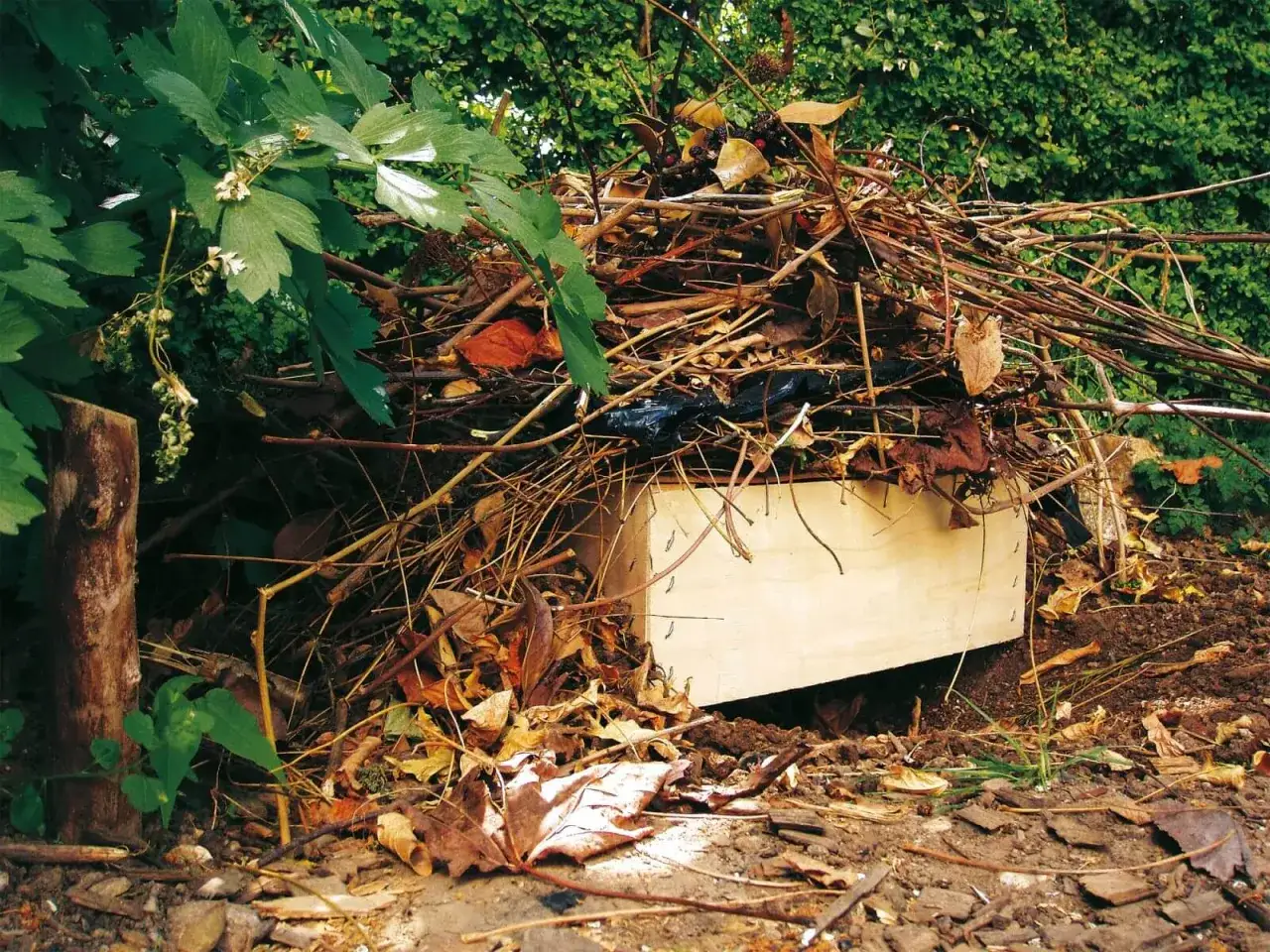 Un abri en bois, camouflé par des feuilles et des branches, offre un refuge potentiel pour un trou de hérisson dans le jardin.