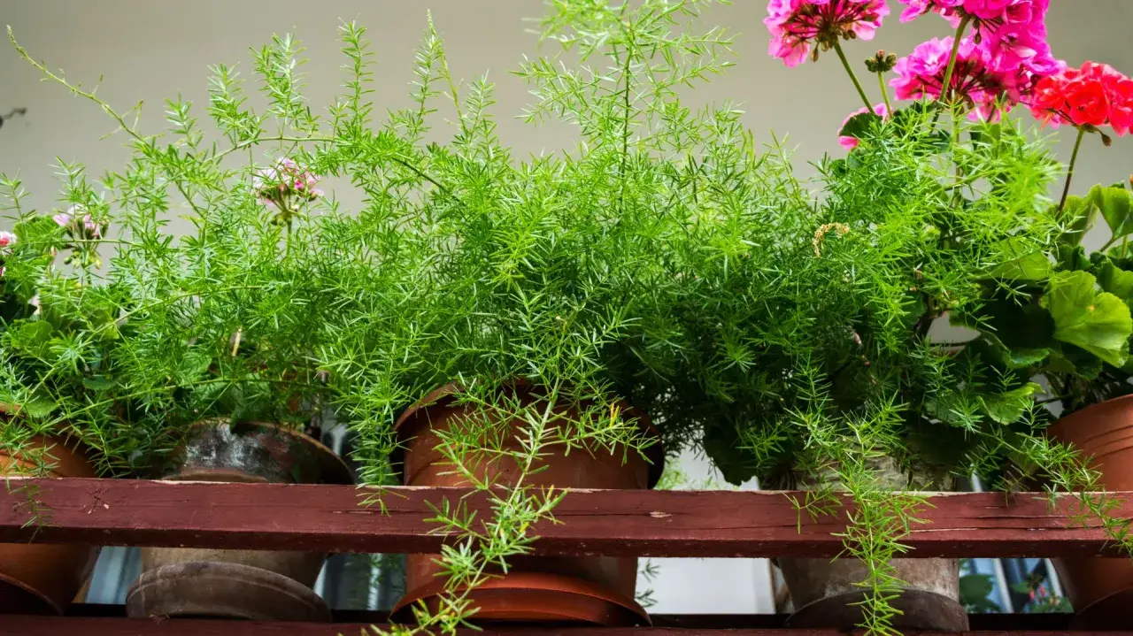 Zielony, puszysty asparagus doniczkowy tworzy bujną kaskadę na tle kwitnących pelargonii.