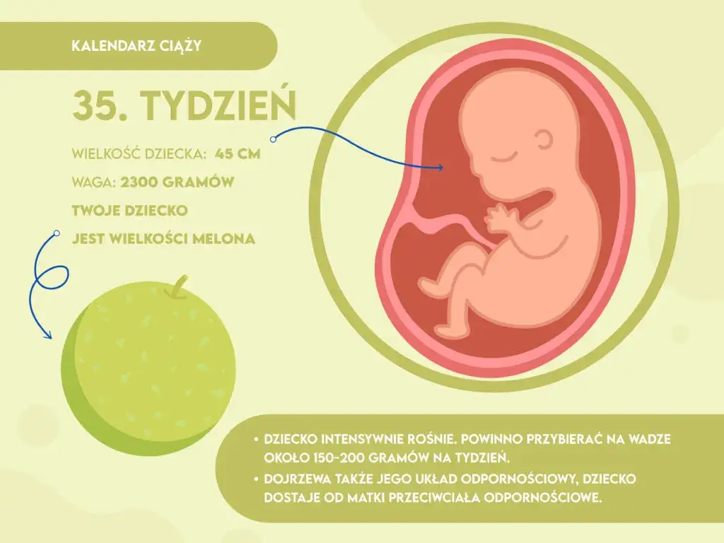 płód 35 tydzień ciąży