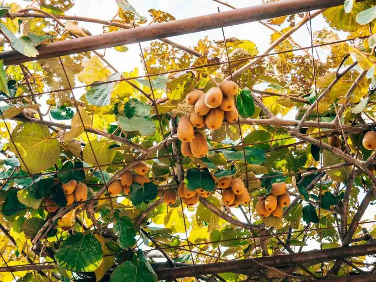 Grappoli di kiwi maturi pendono da una **struttura per kiwi** con foglie verdi e gialle.