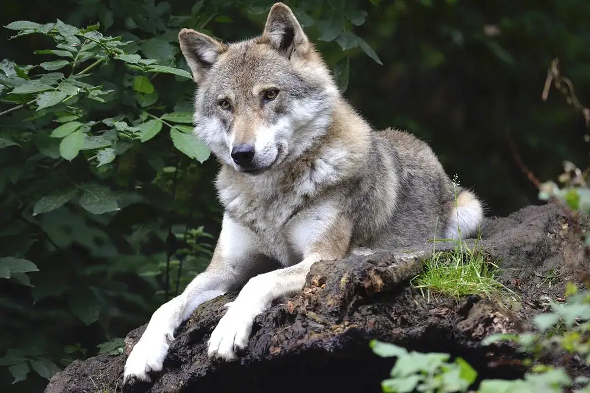 Ein Wolf liegt auf einem Baumstamm, seine Augen blicken aufmerksam in die Ferne. Er wirkt ruhig, fast wie ein Mensch, der die Natur genie&szlig;t.