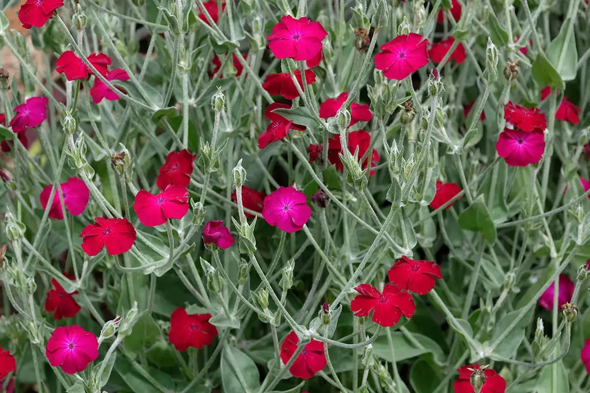 Fleurs rouges et roses vives de coquelourde des jardins, aux tiges fines et feuillage gris&acirc;tre.