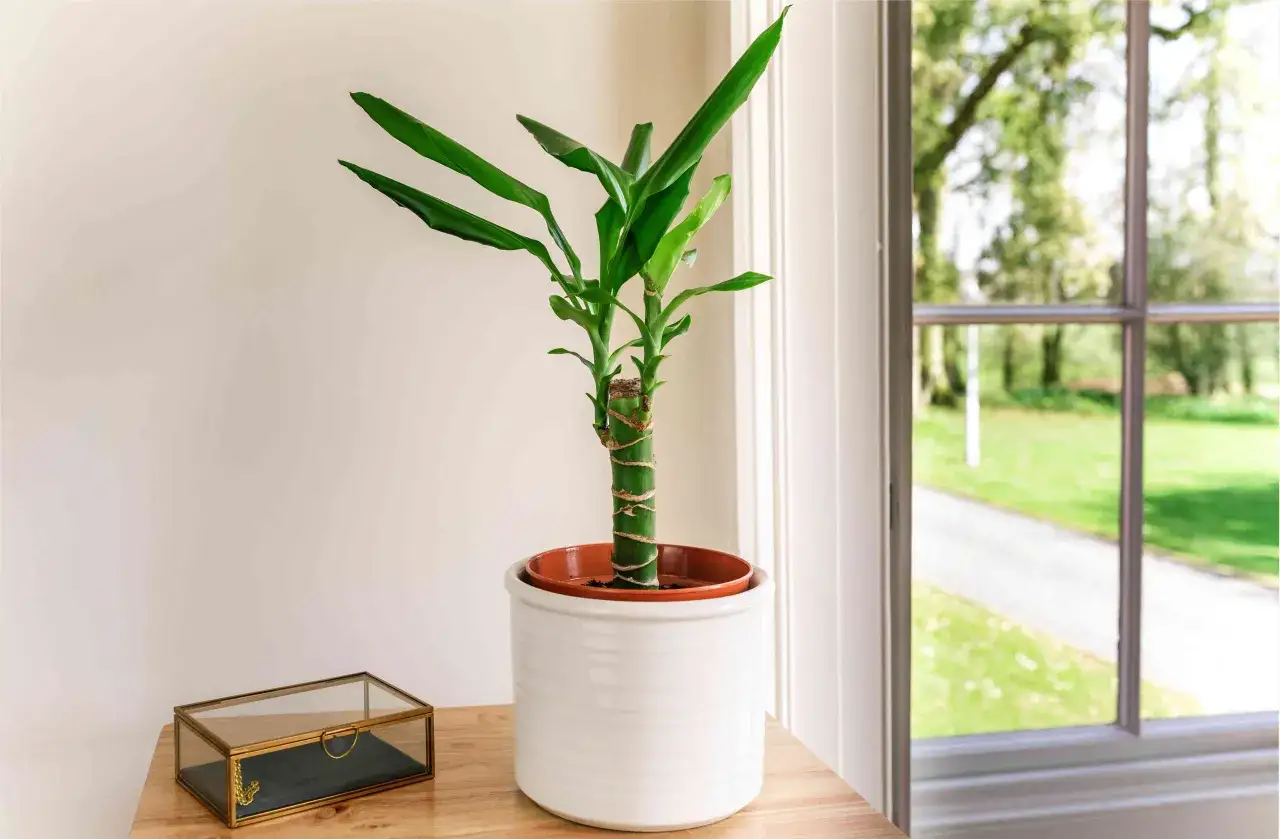 Planta de interior con un robusto tronco de brasil, hojas verdes vibrantes y un macetero blanco. A su lado, una caja decorativa de cristal y latón.