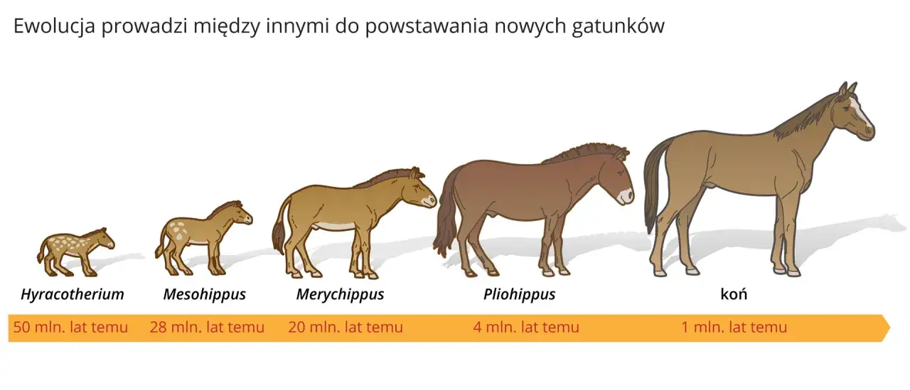 ewolucja konia schemat