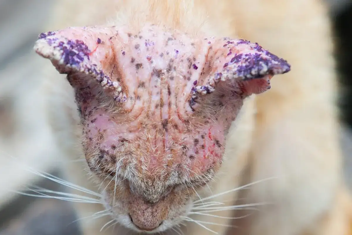 Gato con piel irritada y escamas moradas en las orejas, indicativo de hongos en gatos.
