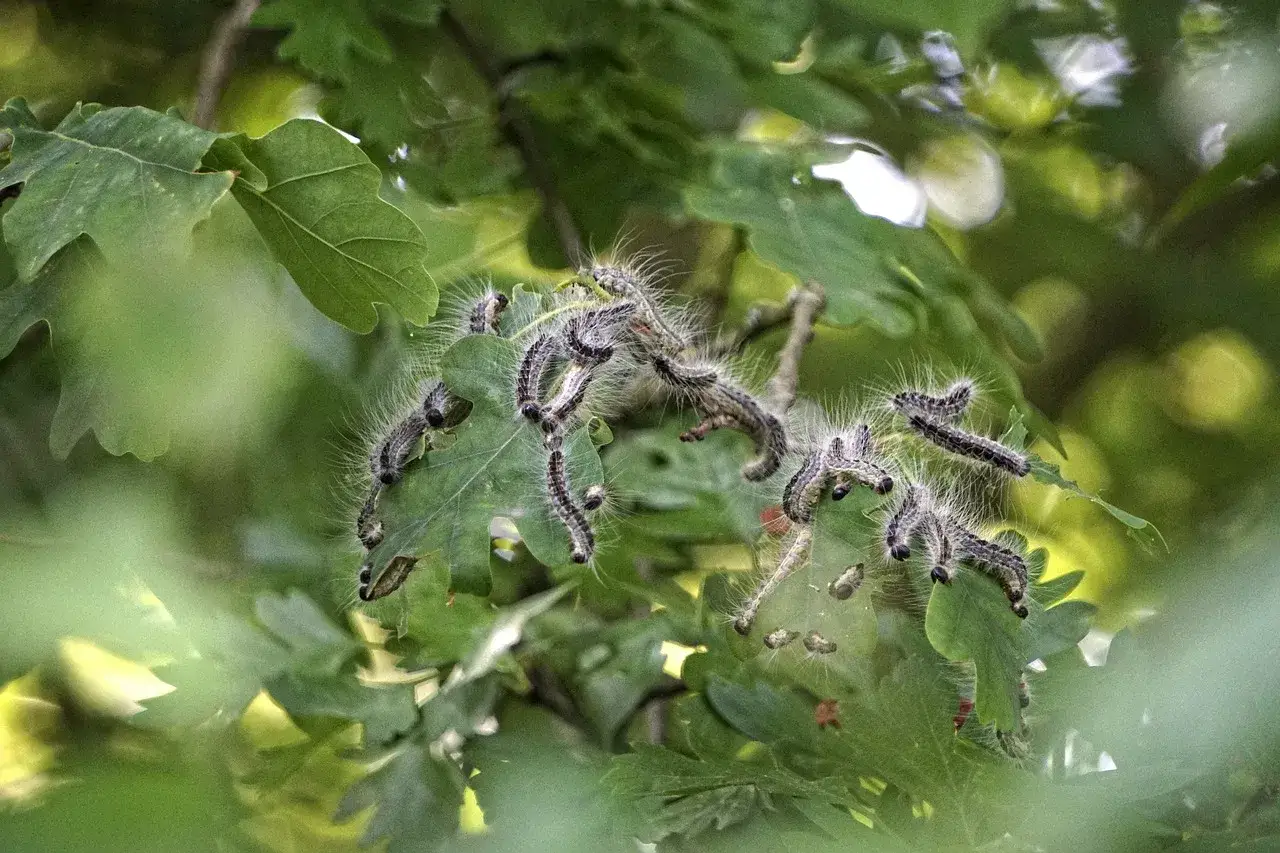 Procesionaria del pino en hojas de roble. Si ves esto, considera cómo eliminar la procesionaria en el suelo para proteger tu jardín.