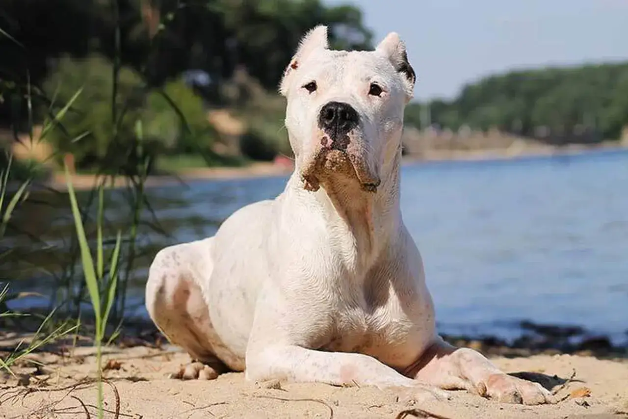 Un Dogo Argentino blanco, con arena en el hocico, descansa en la playa. Su imponente f&iacute;sico refleja el **dogo argentino temperamento** leal y protector.