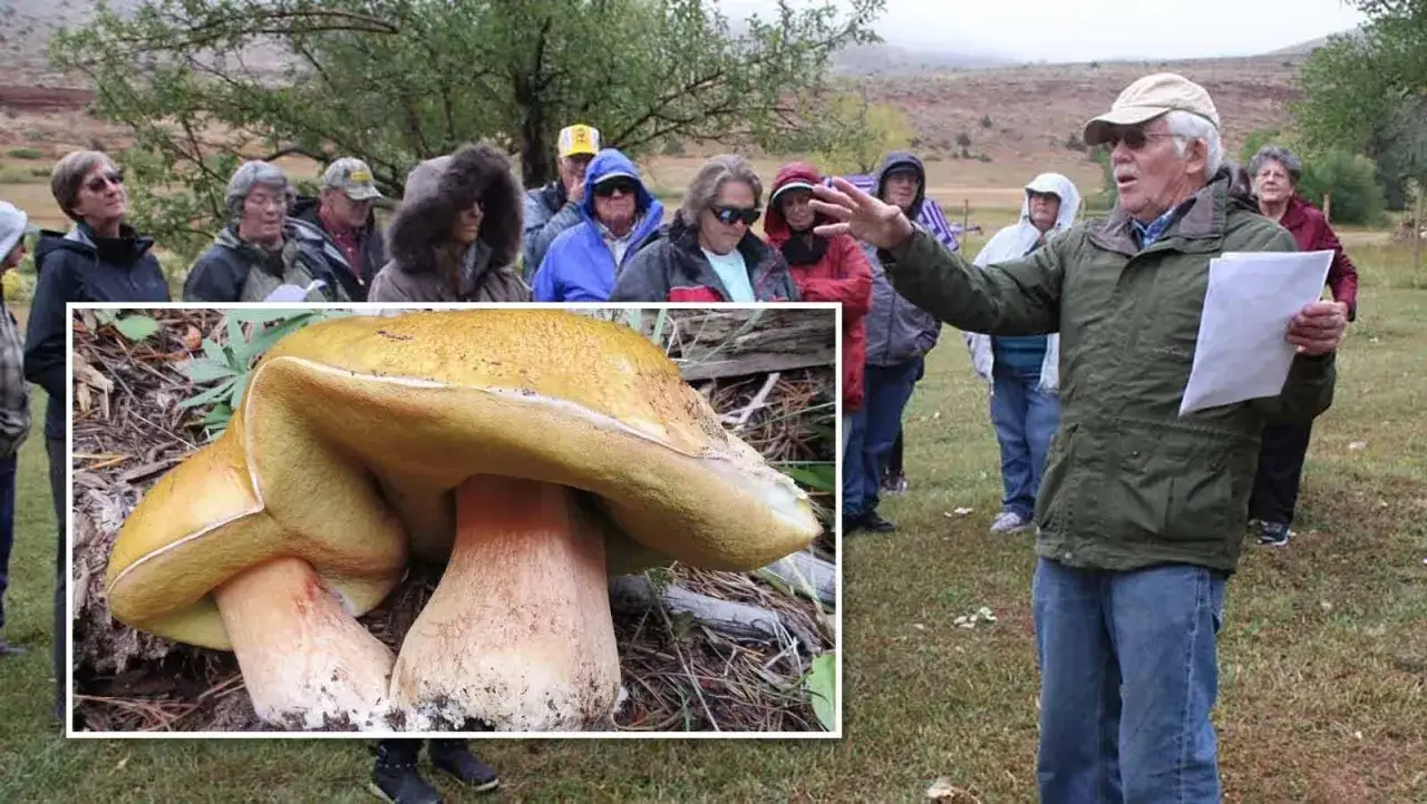 Un grupo de personas escucha atentamente a un hombre que señala un hongo gigante, quizás el boletus mas grande del mundo.