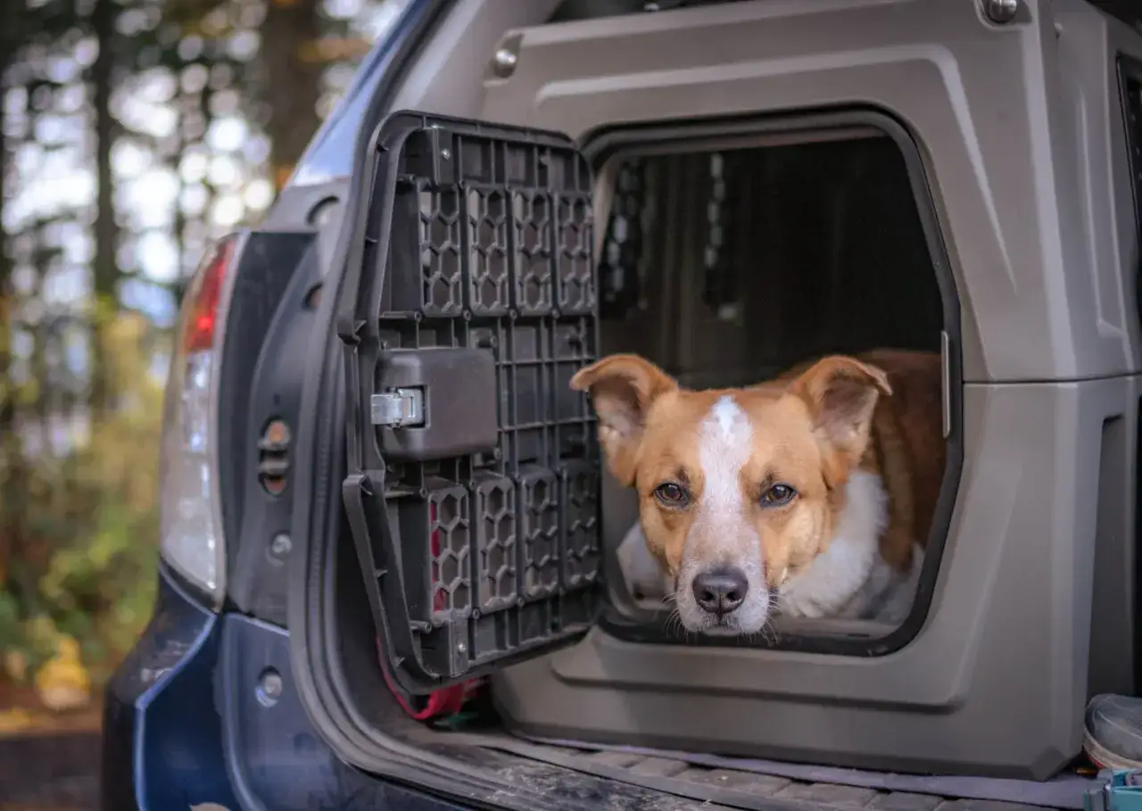 Un chien brun et blanc regarde depuis une **cage m&eacute;tallique** ouverte dans le coffre d'une voiture, pr&ecirc;t pour une aventure en plein air.