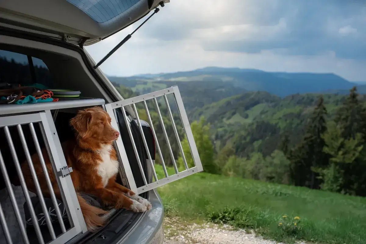 Un chien de race Nova Scotia Duck Tolling Retriever dans sa cage de transport, prêt pour une aventure dans un pays dog friendly. Paysage de montagnes verdoyantes en arrière-plan.