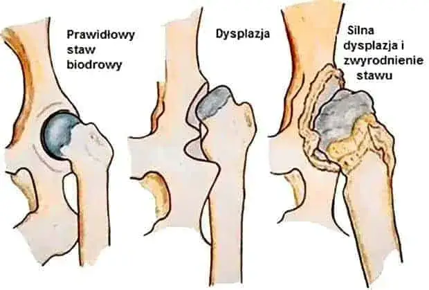 Zdrowy szczeniak profilaktyka dysplazji