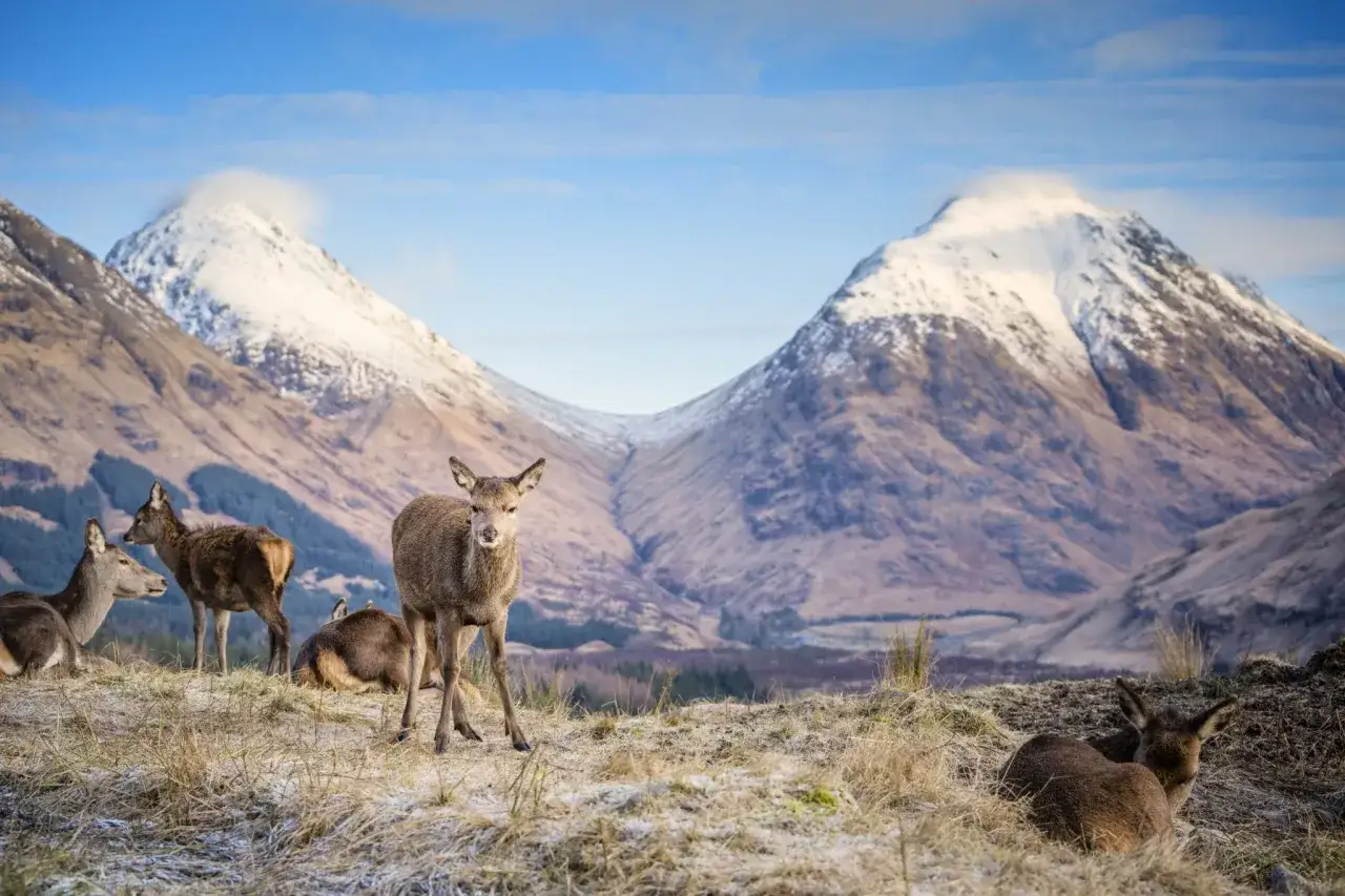 Ciervos pastan en un paisaje invernal, con monta&ntilde;as nevadas al fondo, un escenario perfecto para el West Highland Way.