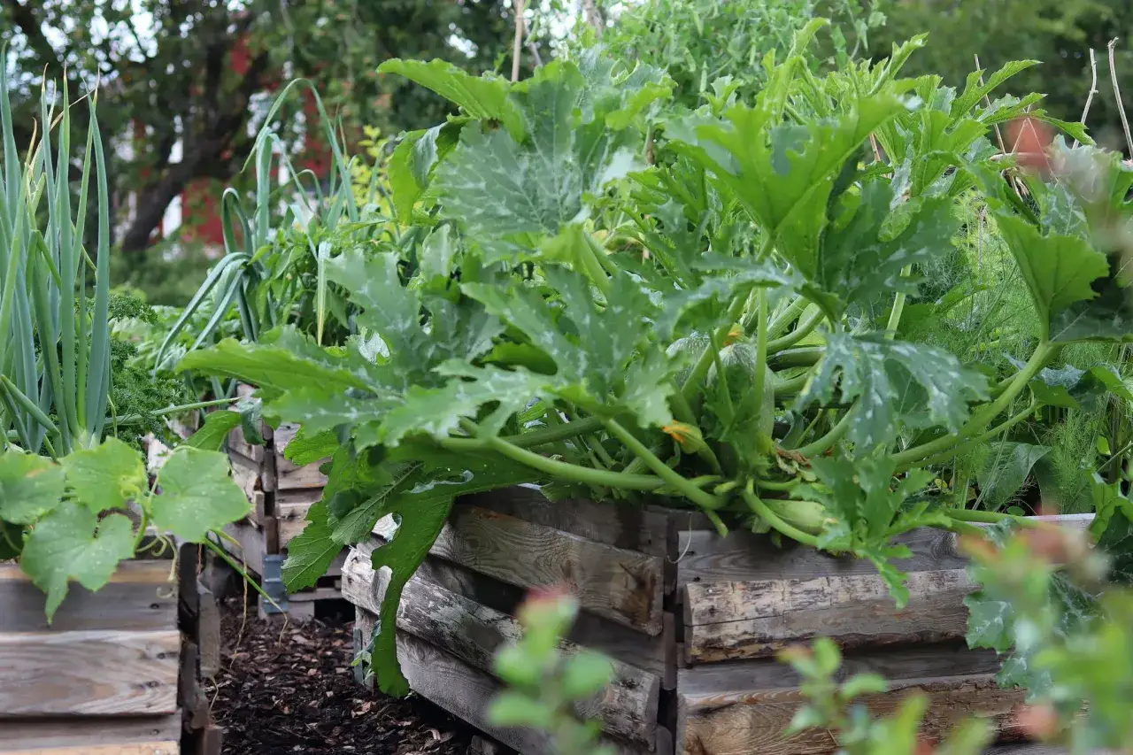 En frodig odling av zucchini i pallkrage. Stora gr&ouml;na blad och flera sm&aring; frukter syns.