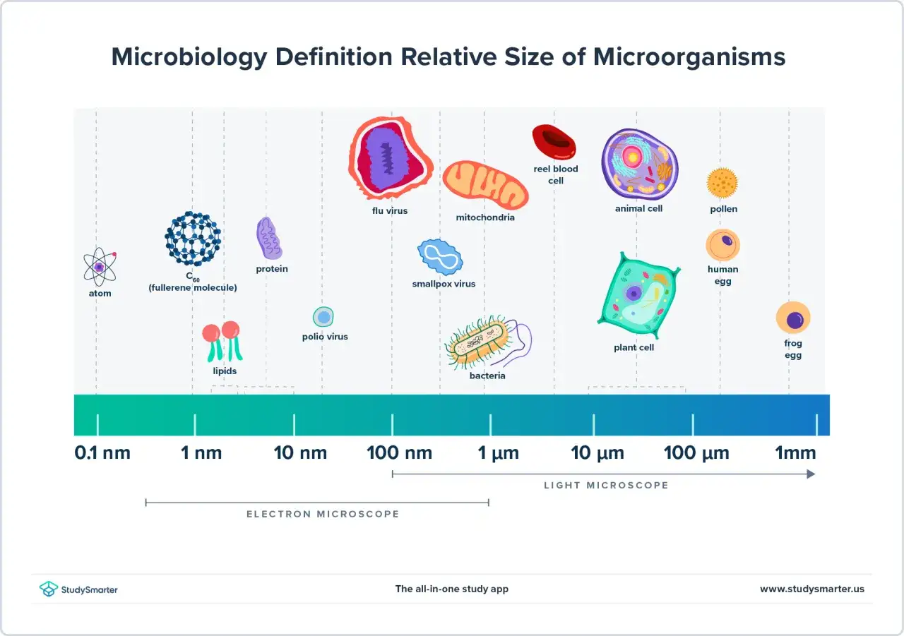 Qu'est-ce qu'un microbe ? Illustration montrant la taille relative des virus, bact&eacute;ries, cellules animales et v&eacute;g&eacute;tales, et d'autres &eacute;l&eacute;ments, sur une &eacute;chelle de 0,1 nm &agrave; 1 mm.