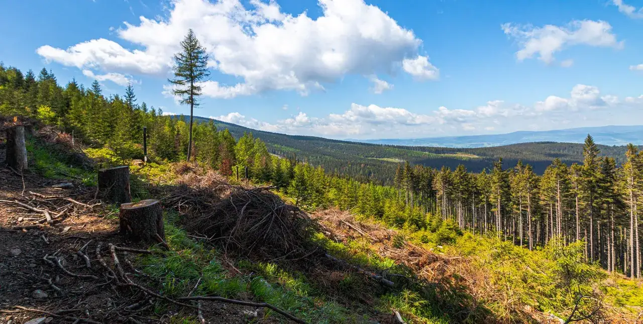 Widok na górzysty krajobraz park narodowy i krajobrazowy. Ślady wycinki drzew na pierwszym planie, lasy i wzgórza w oddali.